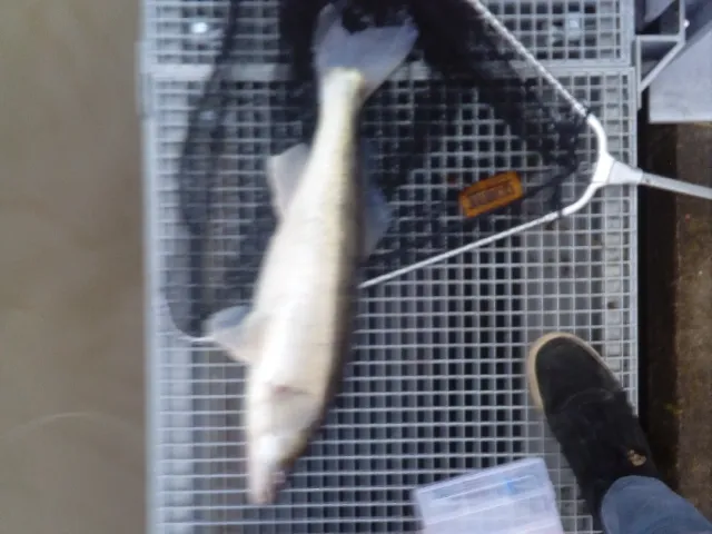 Zander
