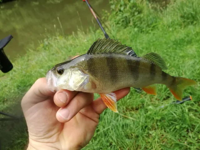 Flussbarsch