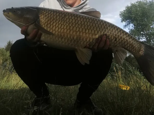 Graskarpfen