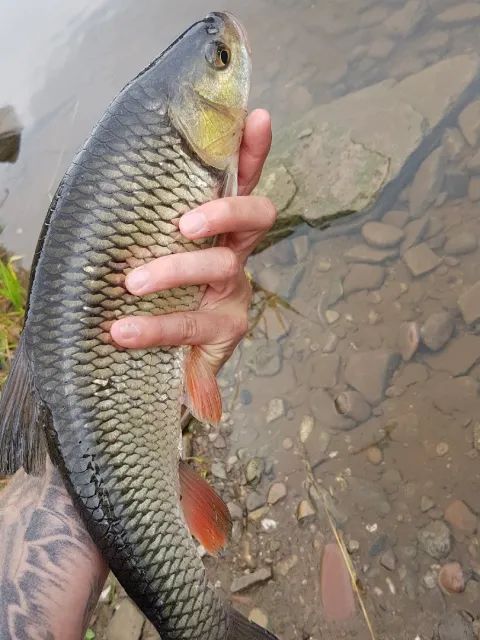 Döbel