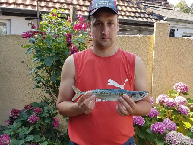 Makrele