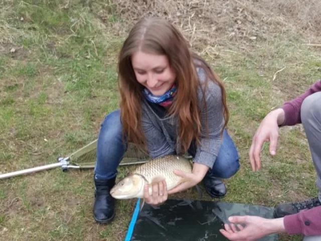 Döbel