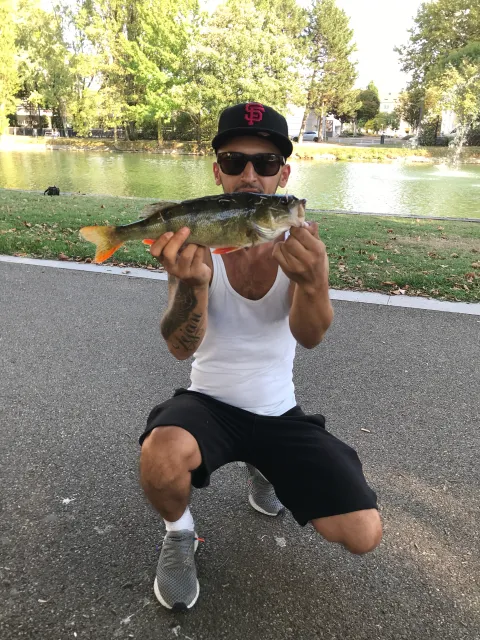 Flussbarsch