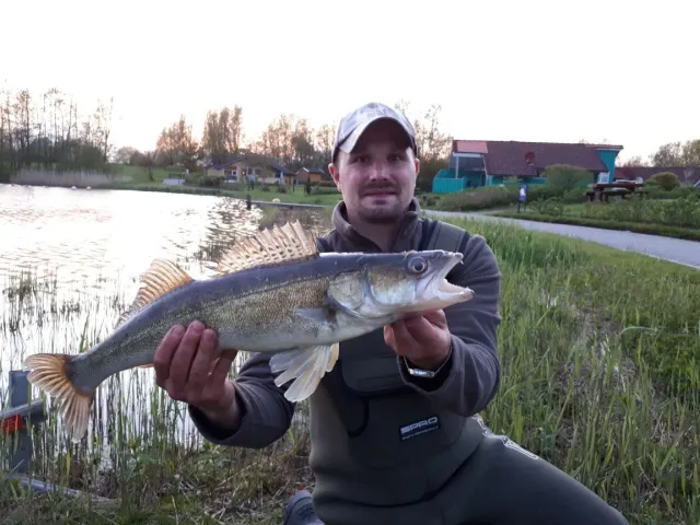Zander