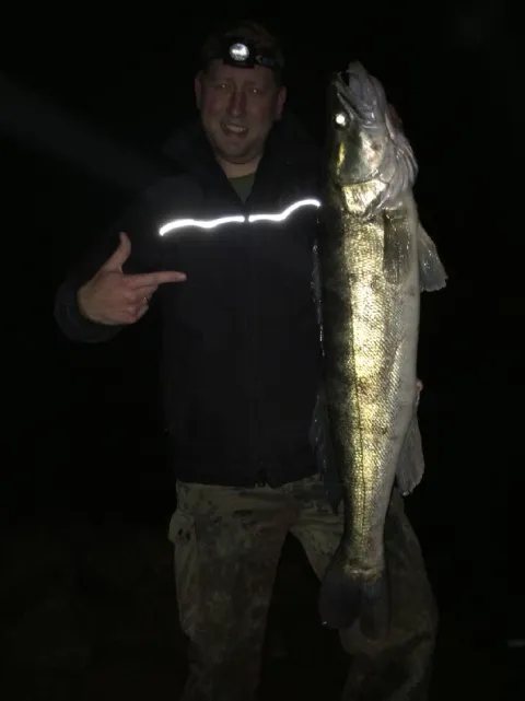 Zander