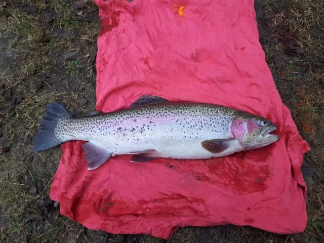 Regenbogenforelle