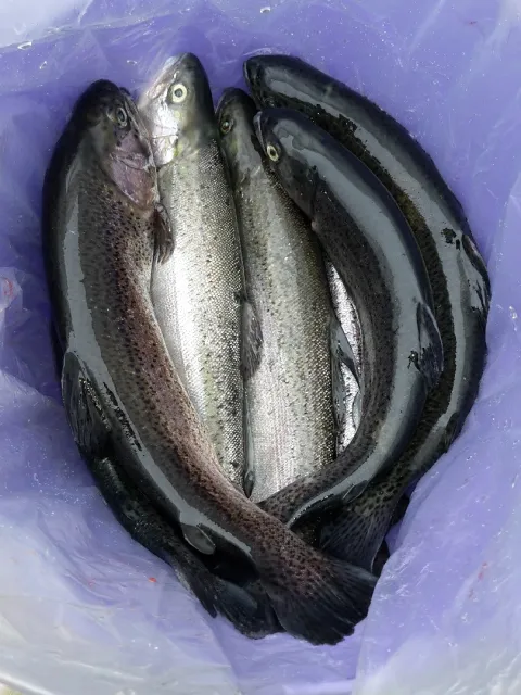 Regenbogenforelle