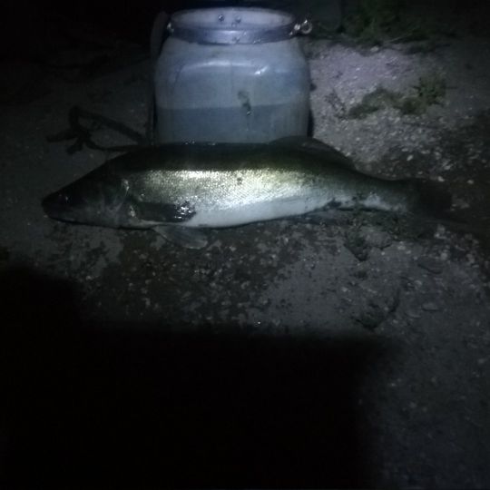 Zander