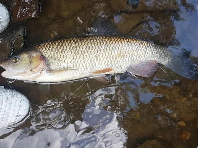 Döbel