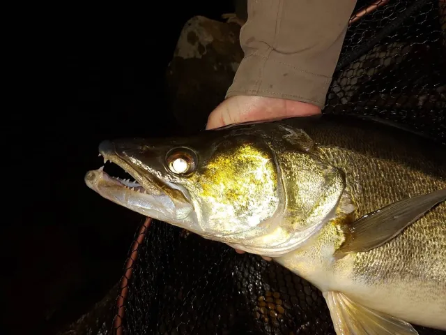Zander
