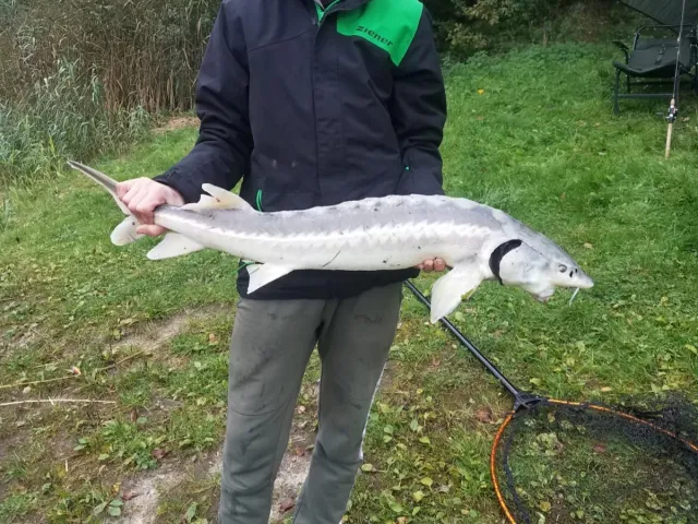 Stör