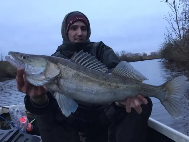 Zander