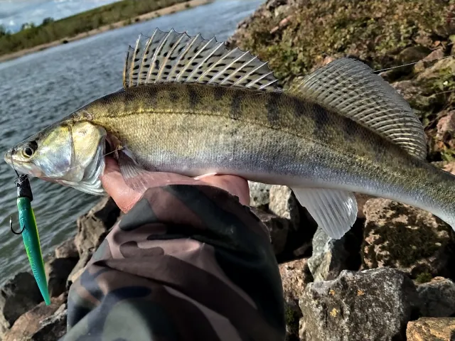 Zander