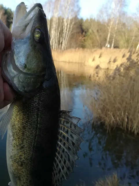 Zander