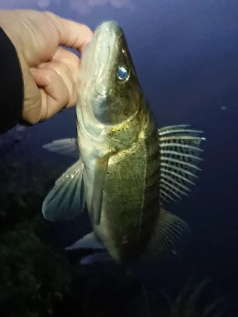 Zander