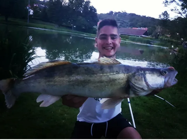 Zander