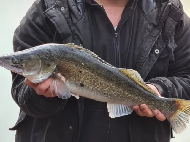 Zander