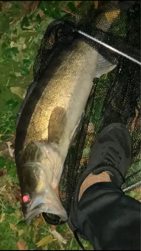 Zander
