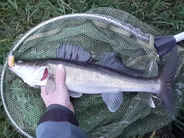Zander