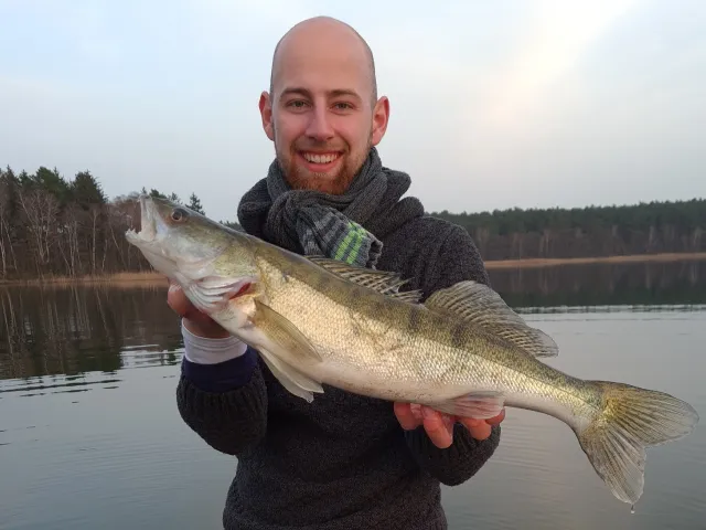 Zander