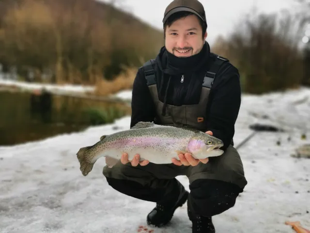 Regenbogenforelle