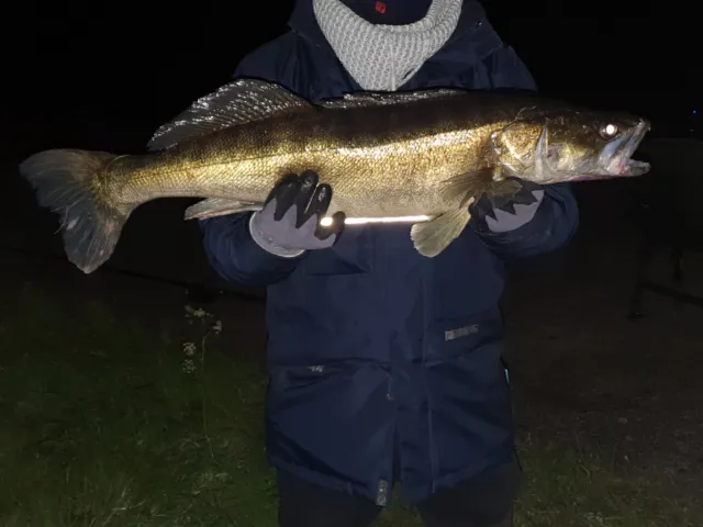 Zander