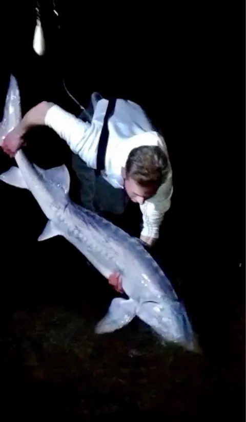 Stör