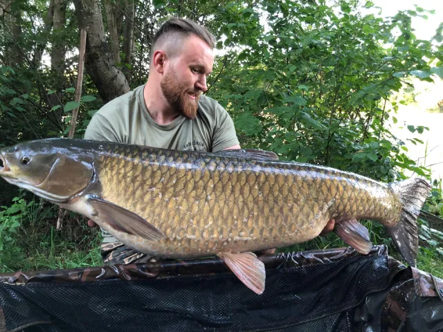 Graskarpfen