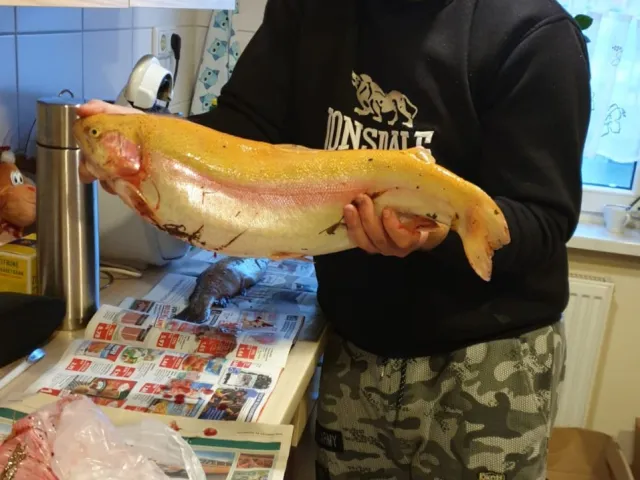 Goldforelle