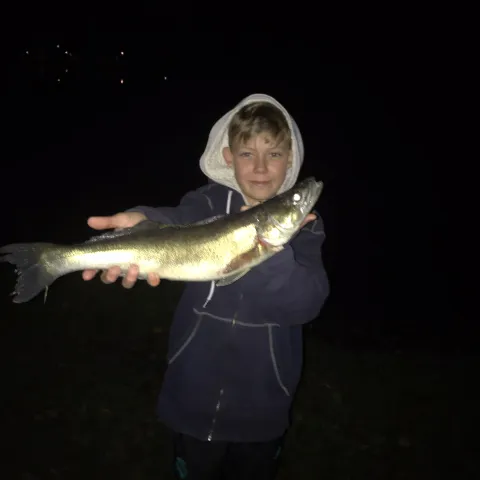 Zander
