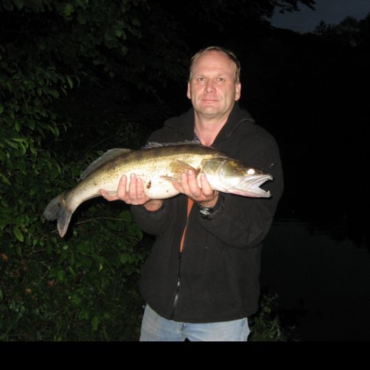 Zander
