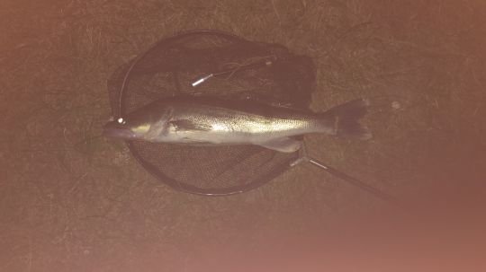 Zander