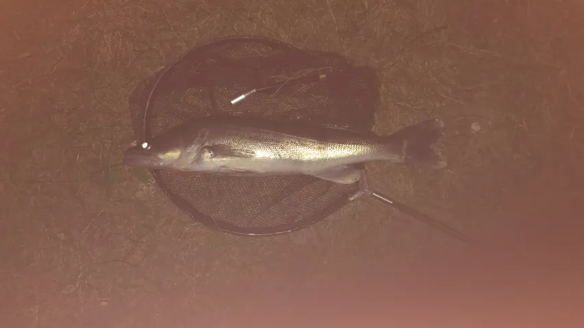 Zander