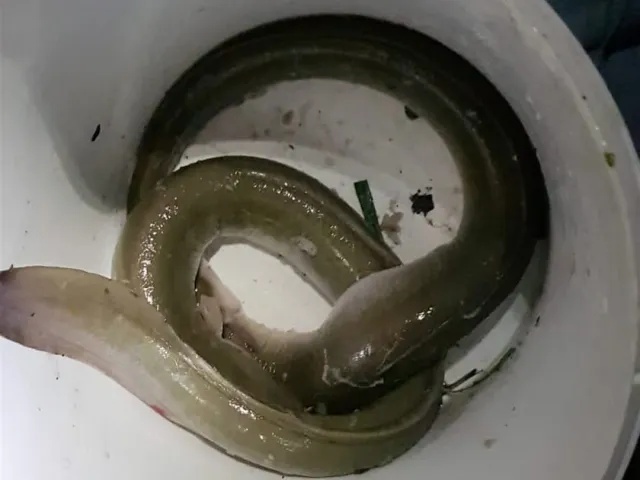 Aal