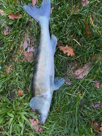 Zander