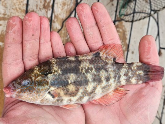 Lippfisch