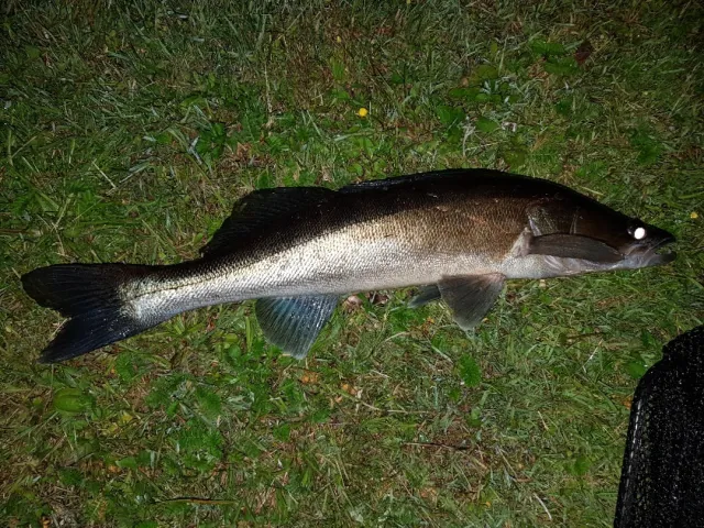 Zander
