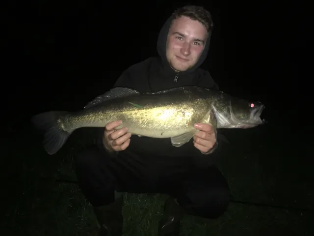Zander