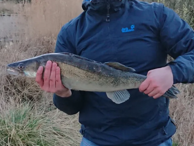 Zander
