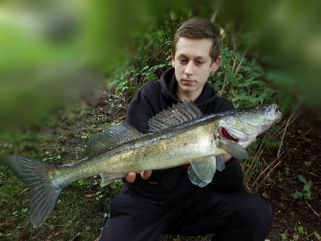 Zander