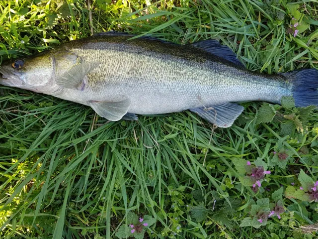 Zander
