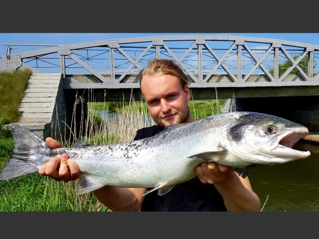 Lachs