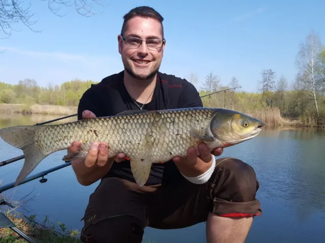 Graskarpfen