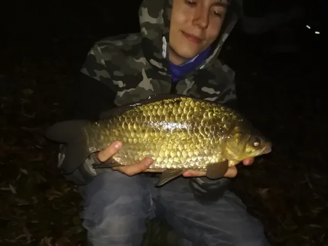 Karausche