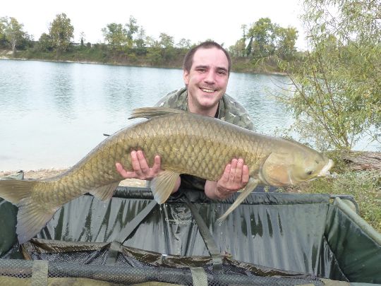 Graskarpfen