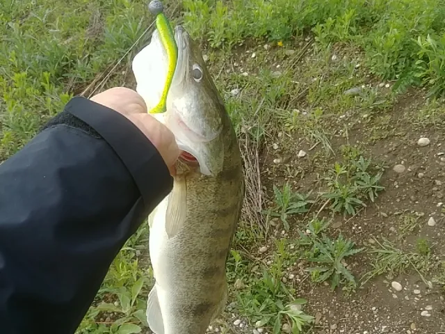 Zander