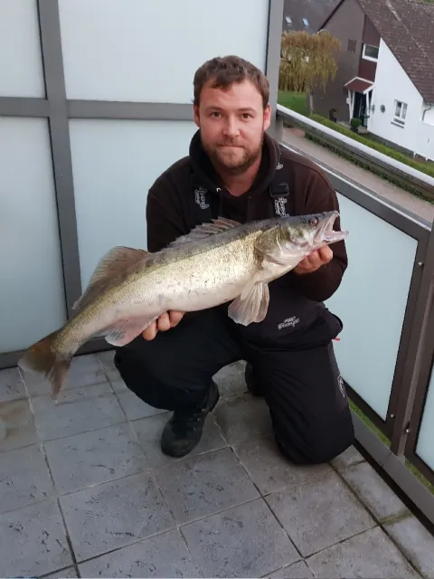Zander