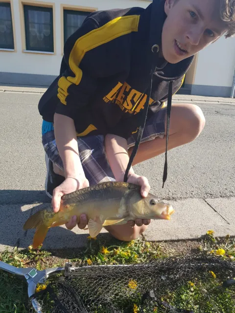Karpfen