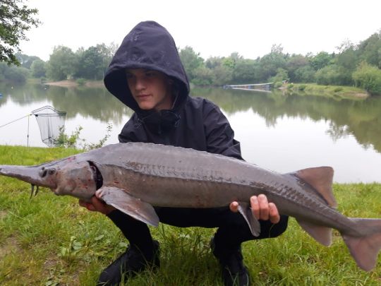 Stör