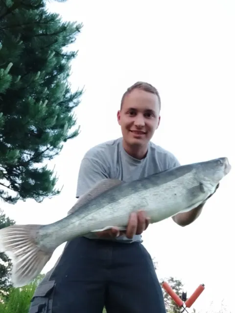 Zander